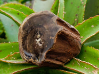Polished On One Side Petrified Wood Branches x 3 From Gokwe, Zimbabwe