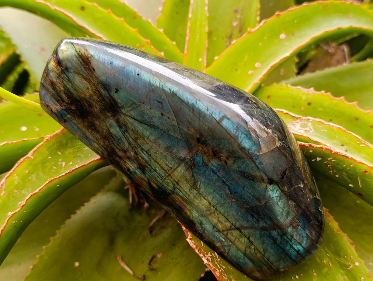 Polished Labradorite Standing Free Forms x 2 From Tulear, Madagascar