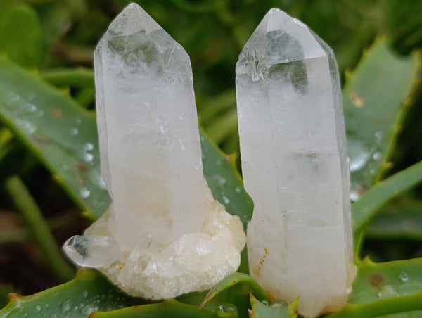 Natural Clear Quartz Crystals x 35 From Madagascar