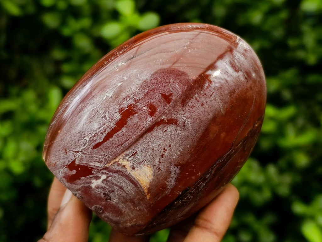 Polished Red Podocarpus Petrified Wood Standing Free Forms x 3 From Mahajanga, Madagascar