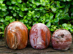 Polished Red Podocarpus Petrified Wood Standing Free Forms x 3 From Mahajanga, Madagascar
