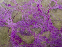 Polished Stichtite Standing Free Forms x 3 From Barberton, South Africa