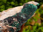 Natural Crystalline Malachite Specimen x 1 From Tenke Fungurume, Congo