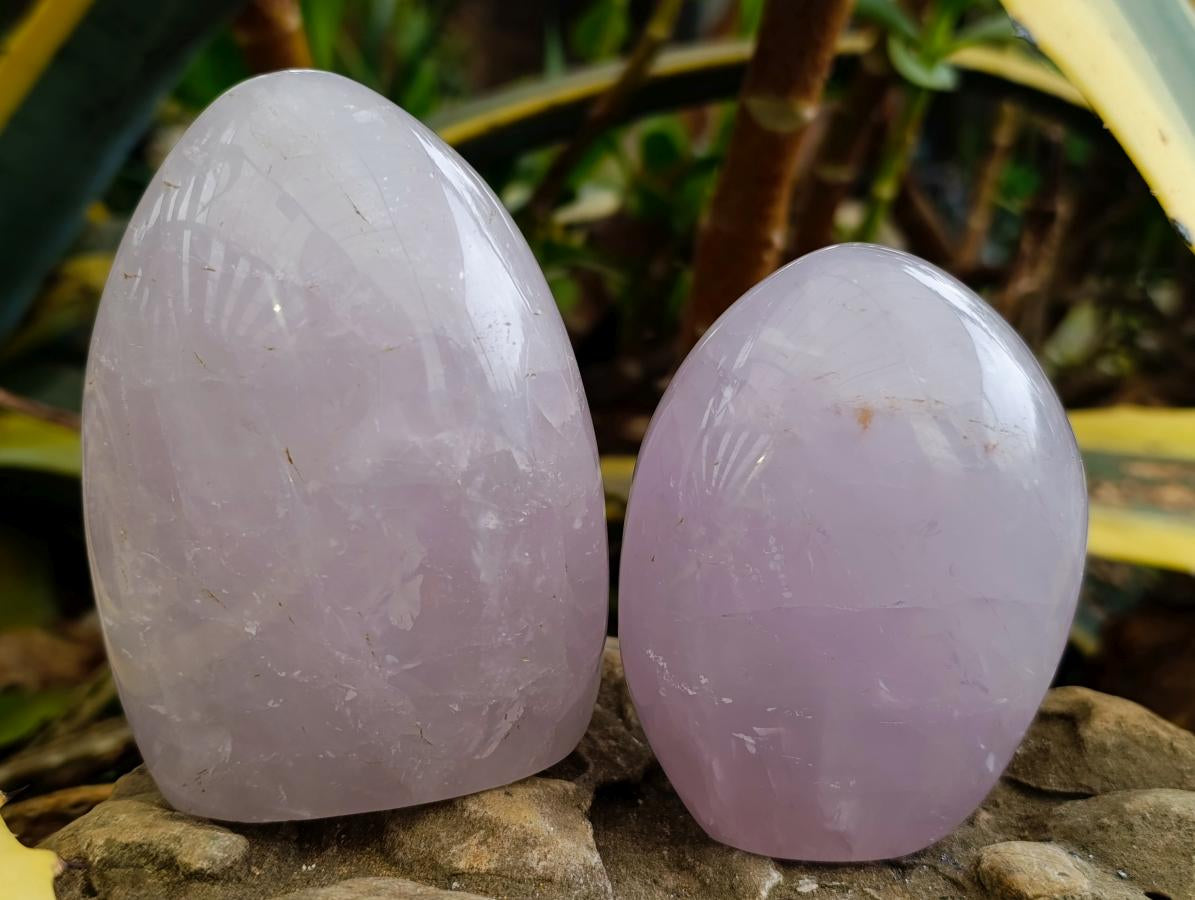 Polished Blue Rose Quartz Standing Free Forms x 3 From Madagascar