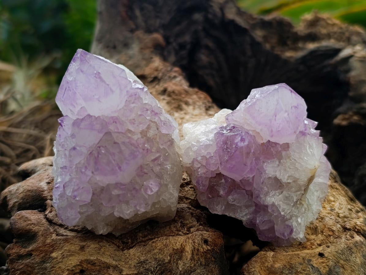 Natural Sunburst Amethyst Spirit Clusters x 12 From Boekenhouthoek, South Africa