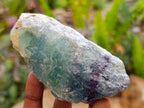 Natural Watermelon Fluorite Cobbed Specimens x 12 From Uis, Namibia