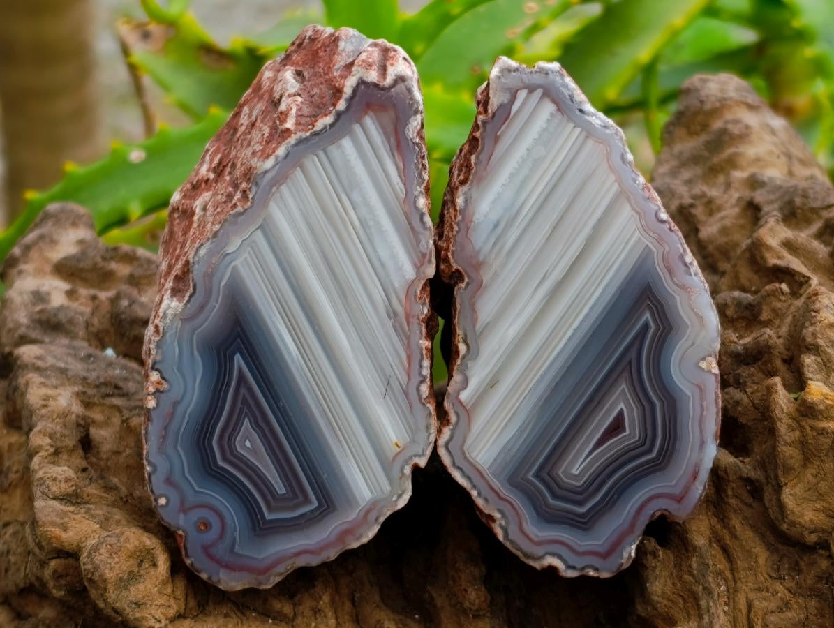 Polished On One Side Red Shashe River Agate Nodules x 7 From Shashe River, Zimbabwe