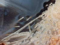 Polished On One Side Red Shashe River Agate Nodules x 7 From Shashe River, Zimbabwe