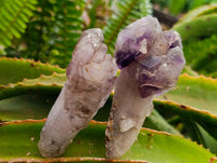 Natural Window Amethyst Crystals x 12 From Chiredzi, Zimbabwe