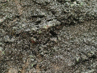 Natural Libethenite Crystals On Dolomite Matrix Specimens x 2 From Shituru, Congo