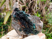 Natural Libethenite Crystals On Dolomite Matrix Specimens x 2 From Shituru, Congo