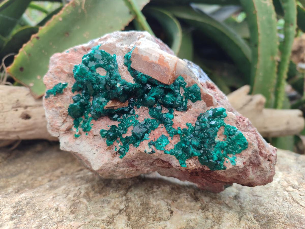 Natural Dioptase On Dolomite Specimen x 1 From Likasi, Congo