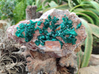 Natural Dioptase On Dolomite Specimen x 1 From Likasi, Congo