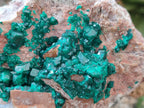 Natural Dioptase On Dolomite Specimen x 1 From Likasi, Congo