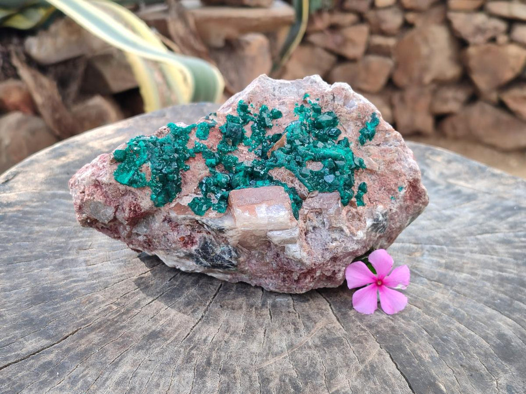 Natural Dioptase On Dolomite Specimen x 1 From Likasi, Congo