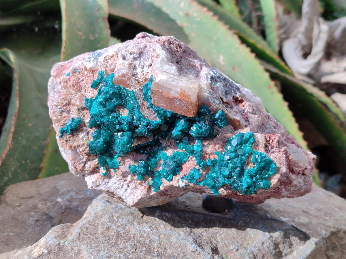 Natural Dioptase On Dolomite Specimen x 1 From Likasi, Congo