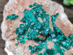 Natural Dioptase On Dolomite Specimen x 1 From Likasi, Congo