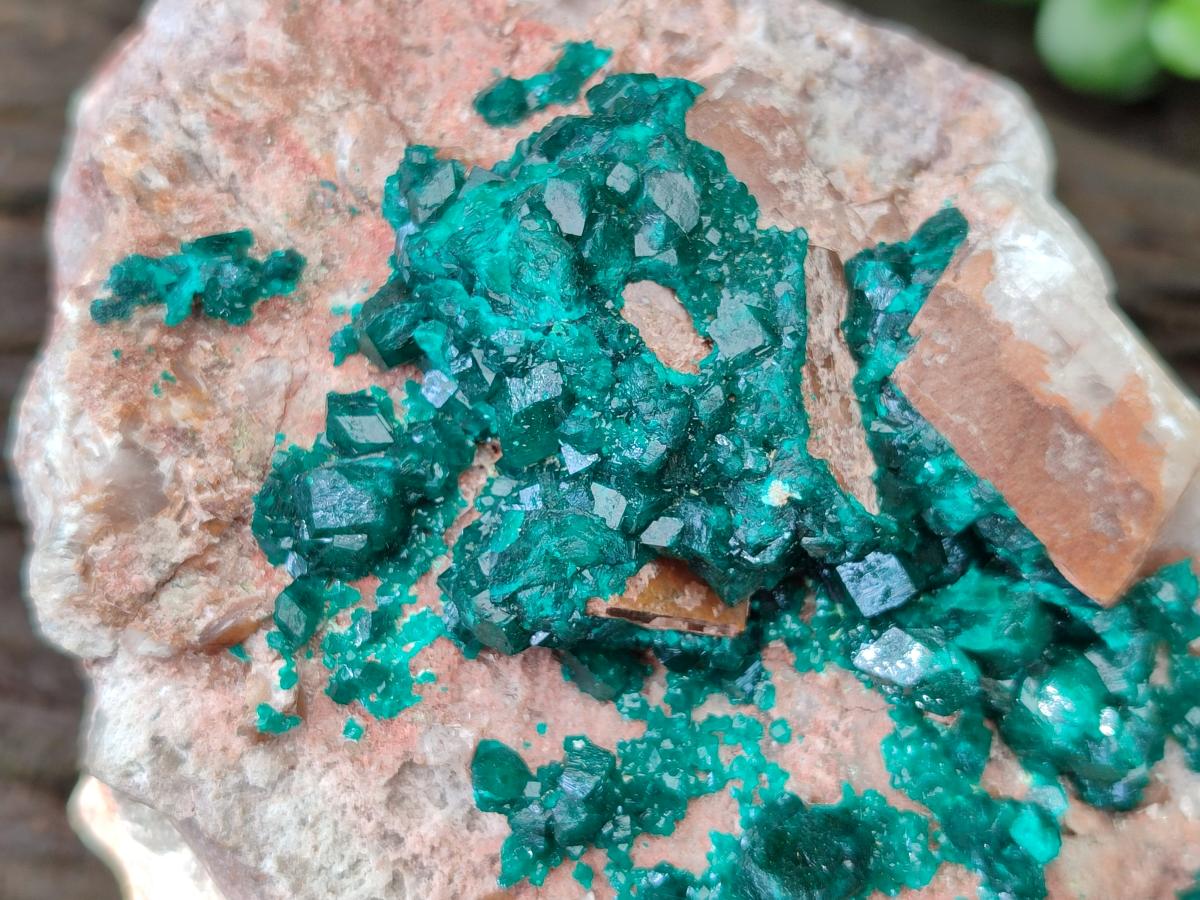Natural Dioptase On Dolomite Specimen x 1 From Likasi, Congo