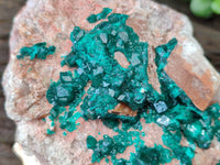 Natural Dioptase On Dolomite Specimen x 1 From Likasi, Congo