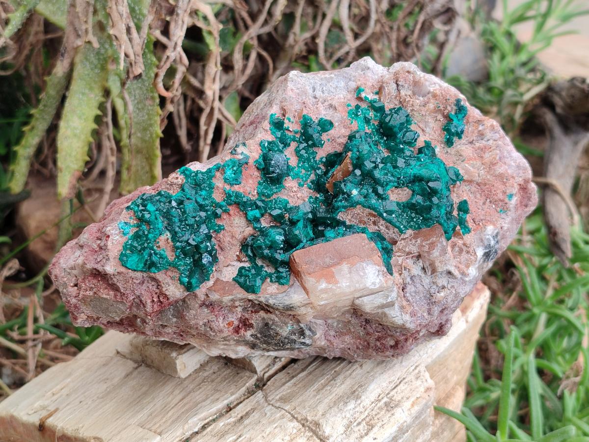 Natural Dioptase On Dolomite Specimen x 1 From Likasi, Congo