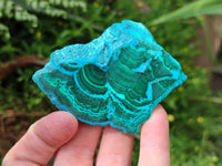 Polished Malacolla Slices x 6 From Kulukuluku, Congo