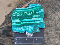 Polished Malacolla Slices x 6 From Kulukuluku, Congo