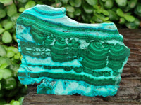 Polished Malacolla Slices x 6 From Kulukuluku, Congo