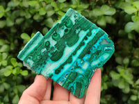 Polished Malacolla Slices x 6 From Kulukuluku, Congo