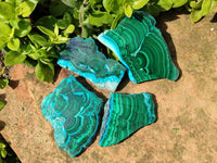 Polished Malacolla Slices x 6 From Kulukuluku, Congo