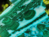 Polished Malacolla Slices x 6 From Kulukuluku, Congo