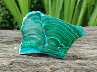 Polished Malacolla Slices x 6 From Kulukuluku, Congo