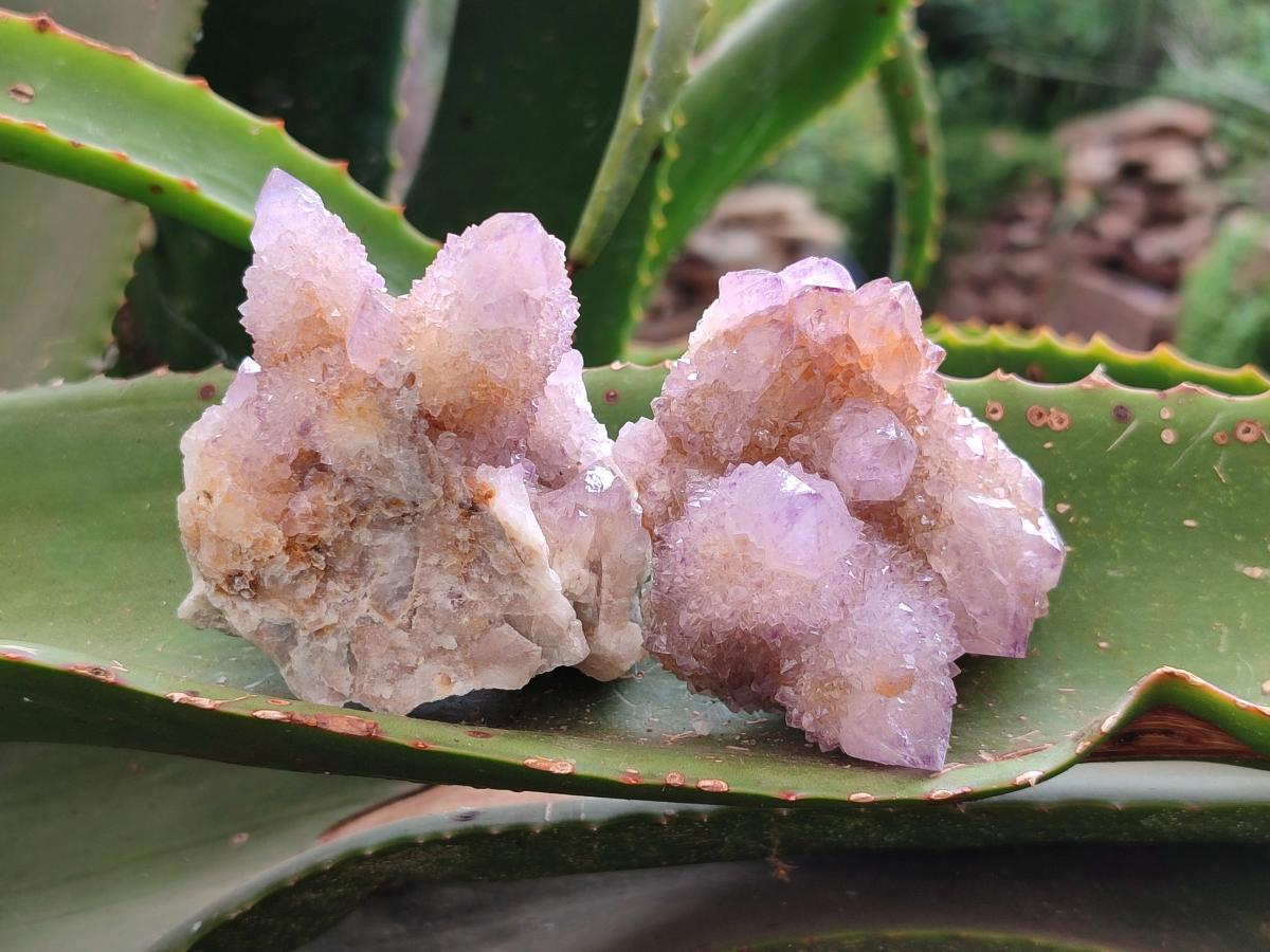 Natural Amethyst and Ametrine Spirit Clusters x 6 From Boekenhouthoek, South Africa