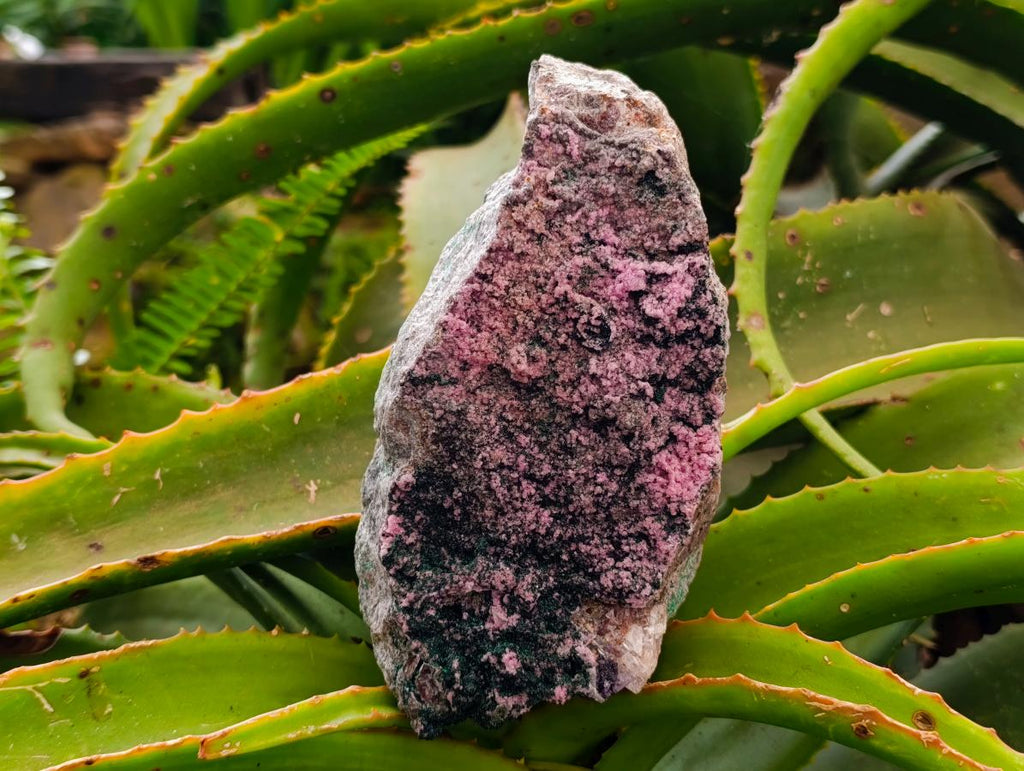 Natural Salrose Cobaltion Dolomite Specimens with Malachite x 2 From Kakanda, Congo