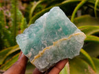 Natural Watermelon Fluorite Cobbed Specimens x 10 From Uis, Namibia