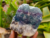 Natural Watermelon Fluorite Cobbed Specimens x 10 From Uis, Namibia