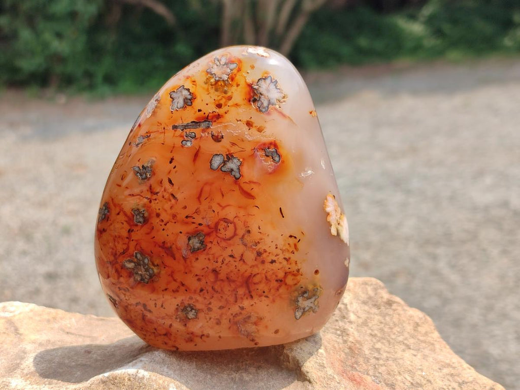 Polished Flower Agate Free Forms x 3 From Antsahalova, Madagascar