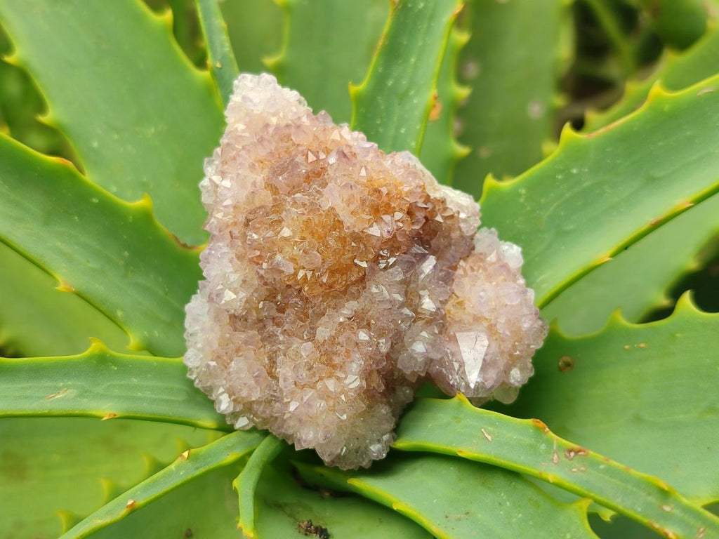 Natural Amethyst and Ametrine Spirit Quartz Clusters x 12 From Boekenhouthoek, South Africa - Toprock Gemstones and Minerals 