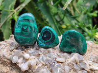 Polished Flower Banded Malachite Free Forms x 35 From Congo
