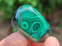 Polished Flower Banded Malachite Free Forms x 35 From Congo