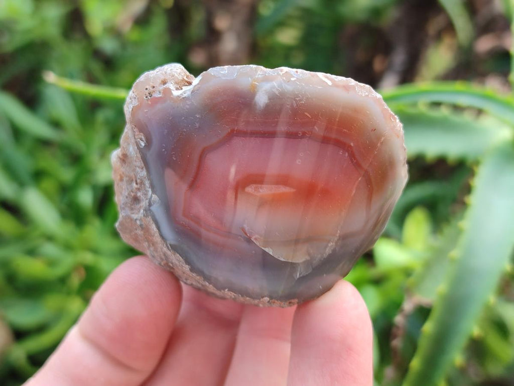 Polished On One Side Red Shashe River Agate Nodules x 24 From Shashe River, Zimbabwe