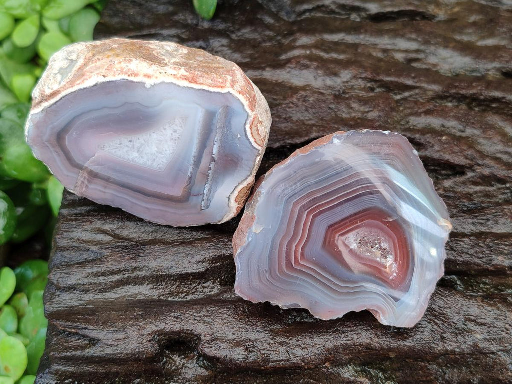 Polished On One Side Red Shashe River Agate Nodules x 24 From Shashe River, Zimbabwe