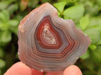 Polished On One Side Red Shashe River Agate Nodules x 24 From Shashe River, Zimbabwe