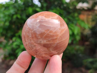 Polished Peach Moonstone Spheres x 6 From Madagascar