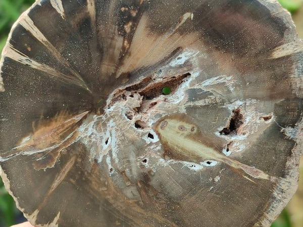 Polished On One Side Petrified Wood Branch Slices x 5 From Gokwe, Zimbabwe