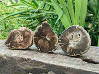 Polished On One Side Petrified Wood Branch Slices x 5 From Gokwe, Zimbabwe