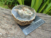 Polished On One Side Petrified Wood Branch Slices x 5 From Gokwe, Zimbabwe