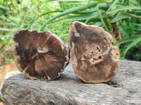 Polished On One Side Petrified Wood Branch Slices x 5 From Gokwe, Zimbabwe