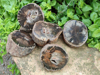 Polished On One Side Petrified Wood Branch Slices x 5 From Gokwe, Zimbabwe