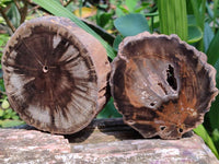 Polished On One Side Petrified Wood Branch Slices x 5 From Gokwe, Zimbabwe