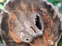 Polished On One Side Petrified Wood Branch Slices x 5 From Gokwe, Zimbabwe